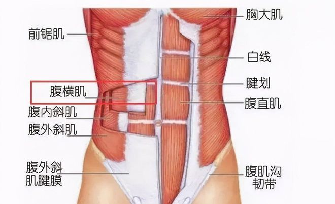 坚持做平板支撑，可以达到减肥的效果吗？(图4)