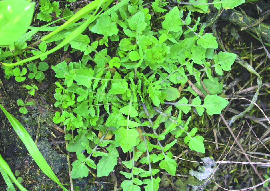 春天挖野菜，带你认识20种不同的野菜，营养丰富，凉拌调馅都好吃(图6)