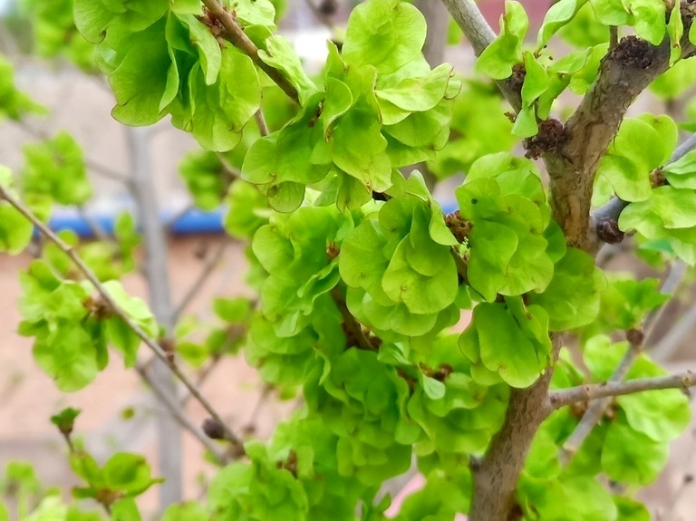 春天挖野菜，带你认识20种不同的野菜，营养丰富，凉拌调馅都好吃(图15)