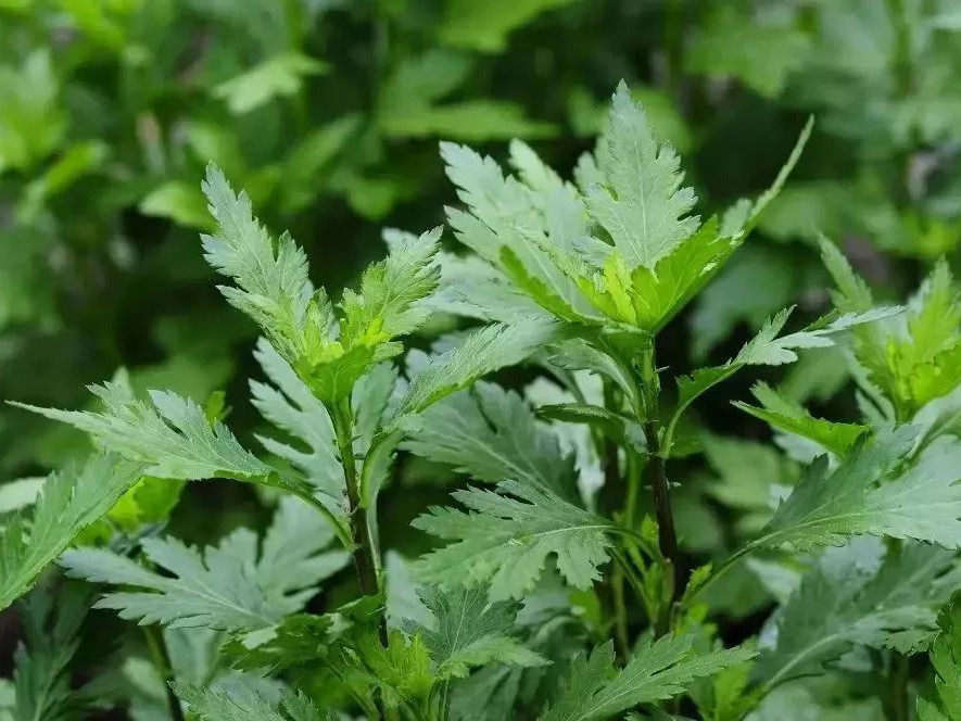 春天挖野菜，带你认识20种不同的野菜，营养丰富，凉拌调馅都好吃(图17)