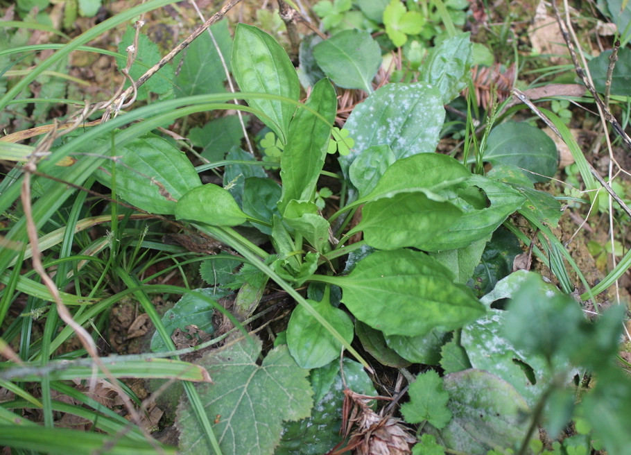 春天挖野菜，带你认识20种不同的野菜，营养丰富，凉拌调馅都好吃(图20)