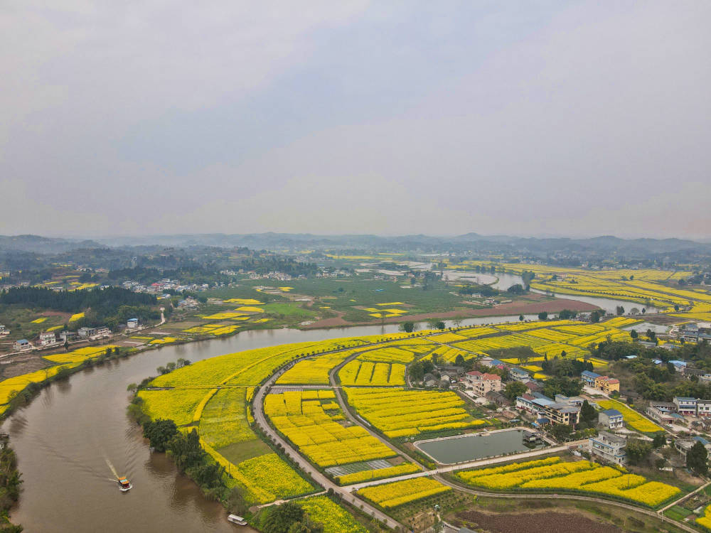 重庆最美赏花地在哪？潼南油菜花名列前茅，栽种历史已经500年(图2)