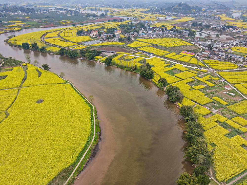 重庆最美赏花地在哪？潼南油菜花名列前茅，栽种历史已经500年(图6)