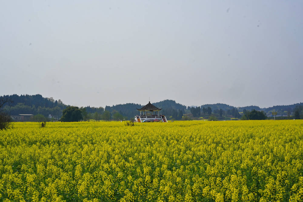 重庆最美赏花地在哪？潼南油菜花名列前茅，栽种历史已经500年(图12)