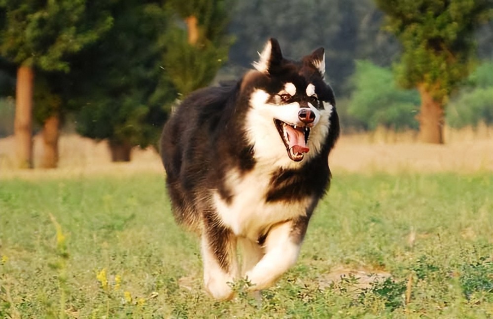 阿拉斯加犬的“好与坏”，别说你养它那么久，还没看明白！(图4)