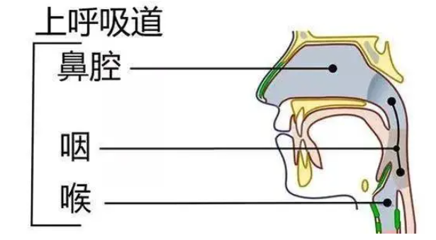 五一后，全国都在咽喉炎？症状跟第一次阳差不多，“二阳”来袭？(图9)