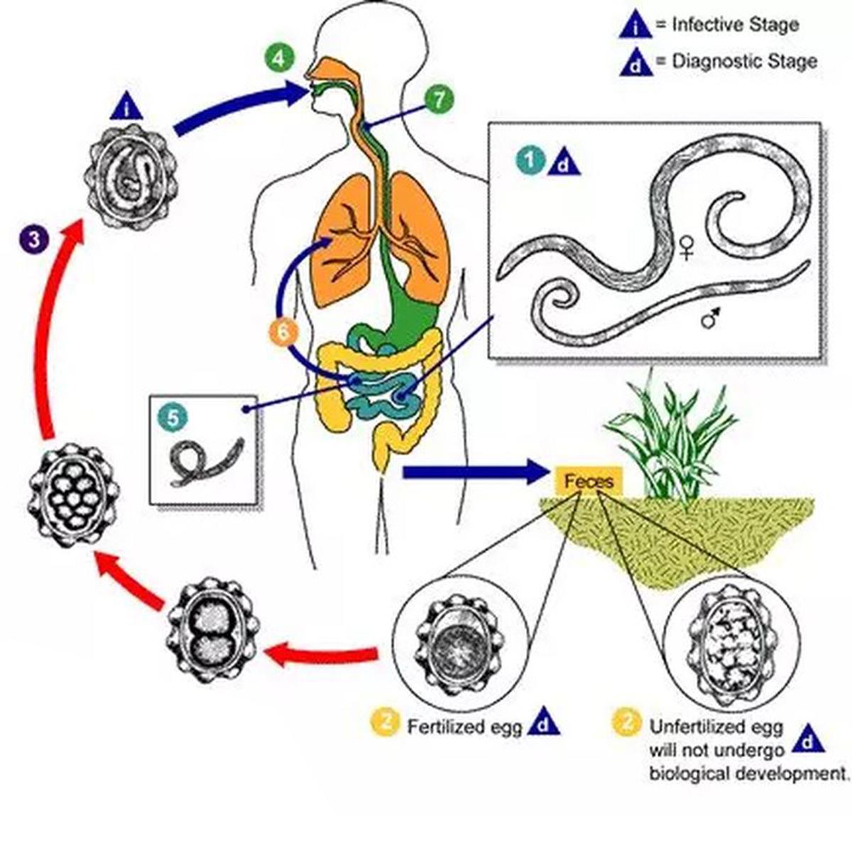 七八十年代，几乎每人肚里都生过蛔虫，为啥现在却没人感染蛔虫了(图8)